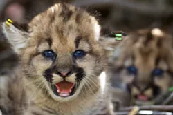 Central Coast mountain lions receive protections as endangered species candidates