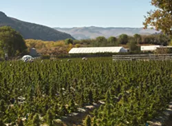 Cannabis tax revenue hits $6.7 million in Santa Barbara County for 2019-20