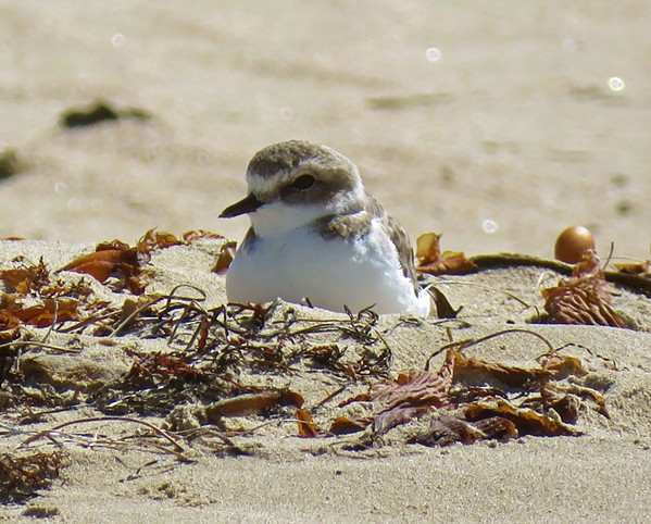 OUT OF BOUNDS As of May 27, State Parks had discovered 18 total snowy plover nests in the open riding area and foredune closures of the Oceano Dunes, 15 of which were active. That's compared to the 20 active nests that were found inside designated breeding areas. - PHOTO COURTESY OF JEFF MILLER