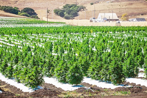 HEMP FIGHT A coalition of hemp growers is suing San Luis Obispo County to stop a recently passed ordinance that it says is a "de facto ban" on the crop. - FILE PHOTO BY JAYSON MELLOM