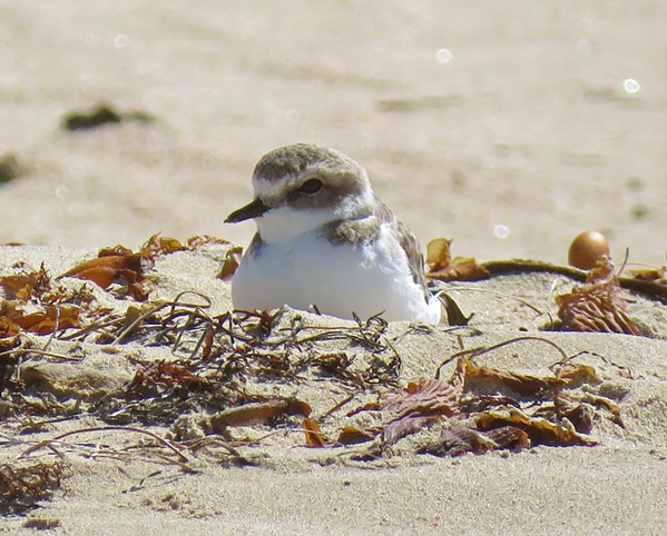 OUT OF BOUNDS Vehicles will be prohibited in the Oceano Dunes SVRA until the end of the snowy plover nesting season through Oct. 1. - PHOTO COURTESY OF JEFF MILLER
