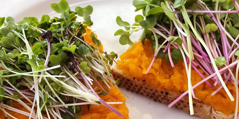 WHOLE FOOD Good Witch Farm's founder Jane Darrah encourages microgreens to be used as more than just scant garnish&mdash;just like these radish microgreens paired with mashed sweet potatoes on sourdough.