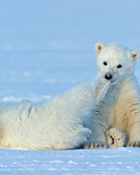 SURVIVAL STORY One of the 70 films screening online during the NatureTrack Film Festival is Queen without Land, about a polar bear mother and her cubs surviving their shrinking habitat, available Oct. 9 through 18 at naturetrackfilmfestival.org.