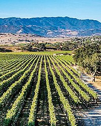 UNIQUE AND DISPARATE With eight designated American Viticultural Areas in Santa Barbara County, the region has a wide range of grape growing regions, wineries, winemakers, and price points.