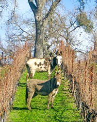 DIVERSE AND CUTE Donkeys are one of many animal species that help Tablas Creek Vineyard’s soil stay alive and healthy, and capture carbon and hold onto water.