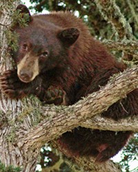 'THE BEARS' A black bear (pictured) is discovered hiding in a tree in residential Los Osos last October. Similar black bear encounters are increasingly common at Lopez Lake's campground, raising concerns.
