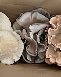 SUPERFOOD Not only are mushroom bouquets beautiful and delicious, says Mighty Cap proprietor Chris Batlle, but they also contain vitamins and antioxidants. Pictured here, from left, are oyster varieties white elm, blue, and pink.