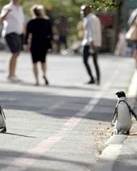 OUT FOR A STROLL In Penguin Town on Netflix, narrator Patton Oswald explains how endangered African penguins invade a South African beach town every year to find a mate.