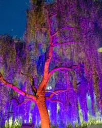 LIGHT UP THEIR LIVES The San Luis Obispo Botanical Garden presents Nature Nights, and immersive outdoor holiday light and art display, open Thursdays to Sundays from 5 to 8 p.m. through Jan. 8.