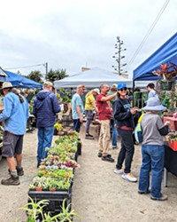 GREEN TEAM Cal Coast Succulents' sale on Dec. 17 in Los Osos will feature unique plants from four local growers, some of which are already in crafted pots as ready-made gifts.