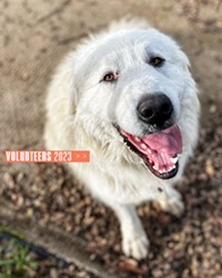 RECOGNIZE THIS GUY? Meade Canine Rescue &amp; Sanctuary recently took in this healthy young Great Pyrenees that was found wandering the countryside and is hoping to locate the owner or rehome him. FYI, he doesn't like car rides!