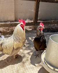 POULTRY PALS Once chickens are comfortable in their surroundings, they can act as guard "dogs" against strangers and unknown animals by squawking loudly. For this and other reasons, Barbara Bullock, of the Central Coast Feather Fanciers, claims they make the best pets.