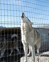 HOME FOR WOLVES IN FIGHT OVER HOME