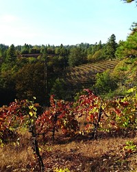 THE GOLDEN WINE COUNTRY: A TRIP TO NORTHERN CALIFORNIA YIELDS GOLD
