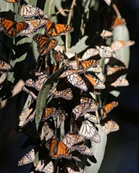 TIGHT-KNIT COLONY:  The dense clusters of butterflies, each insect hanging its wing over the one below in a shingle effect, provides shelter and warmth for the group.