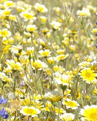 ANYTHING BUT PLAIN: THE BARREN LANDSCAPE OF CARRIZO PLAIN COMES ALIVE WITH COLOR IN WILDFLOWER SEASON