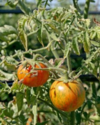 LIFE IS JUICY More than 40 varieties of heirloom tomatoes will be ripe and ready for the eating at Windrose Farm's annual Heirloom Tomato Festival.