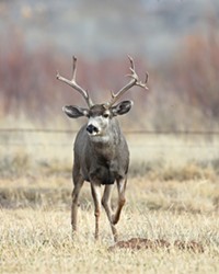 DATA POINTS The California Department of Fish and Wildlife estimates that since 1999 the deer population has dropped by more than 300,000, according to its annual estimates.