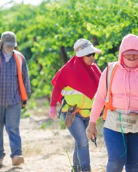SMALLER WORKFORCE A trio of farmworkers tend to a Vino Farms vineyard in San Miguel. Like many in the grape industry, Vino Farms has started to supplement a shrinking local labor pool with temporary foreign workers through the federal H-2A program.
