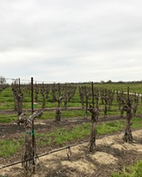 SUSTAINABLE DEBATE North County's two water districts, which represent many of Paso Robles' biggest winery owners, took issue with a draft Paso groundwater basin sustainability plan on March 20.