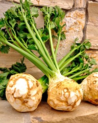 A FACE ONLY A MOTHER COULD LOVE It may not be pretty, but celery root is a versatile and hearty vegetable with similarities to the turnip. It can be used in a variety of dishes, including soups and salads.