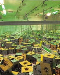 ABATED State officials destroyed 2,000 cannabis plants at a warehouse in Arroyo Grande (pictured) as part of an investigation into local delivery service Diamond Cannabis Direct.