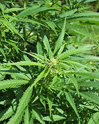 NEW MARKET Industrial hemp was legalized in SLO County this month following the passage of state regulations for the crop.