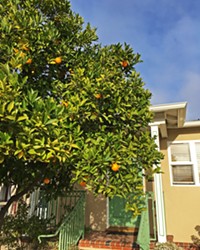 ORANGE YOU GLAD? It seems like oranges and lemons are growing everywhere you look, and it turns out most fruit tree owners are happy to share as long as you ask first.