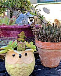 GROWING SENTIMENT Succulents are low-cost, low-maintenance plants that double as decor and a wonderful favor to send guests home with. These are a few I have brought home from weddings.