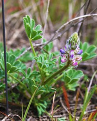 SMALL HABITAT The endangered Nipomo Mesa lupine is only located in a 2-square-mile range in San Luis Obispo County, according to Ashley McConnell of the U.S. Fish and Wildlife Service.