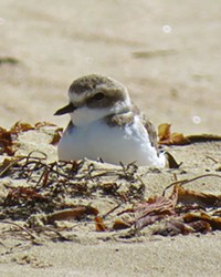 OUT OF BOUNDS As of May 27, State Parks had discovered 18 total snowy plover nests in the open riding area and foredune closures of the Oceano Dunes, 15 of which were active. That's compared to the 20 active nests that were found inside designated breeding areas.