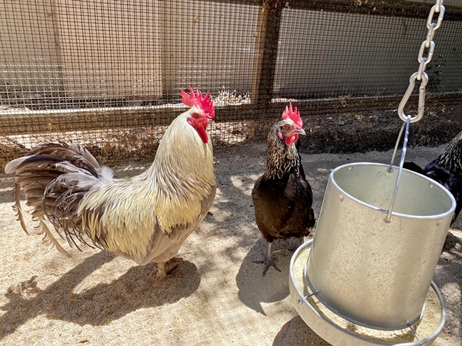 SLO County hen fanatics share professional ideas for trying to keep backyard birds as healthful animals | News | San Luis Obispo