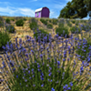 Lavender Farm Yoga @ California Lavender Honey Farm