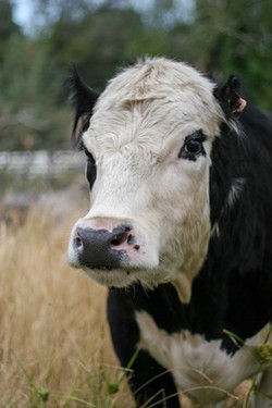 A BETTER PLACE:  After being set on fire in October 2013, Panda the steer is now living on a Northern California animal sanctuary. Garrett Kaplan, 24, pleaded no contest to one count of felony animal cruelty. - PHOTO COURTESY OF ANIMAL PLACE SANCTUARY