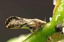 LITTLE BUG, BIG PROBLEMS:  Citrus trees and agriculturalists alike feared the arrival of the Asian citrus psyllid, known for carrying a citrus-destroying disease, when the little buggers turned up in Arroyo Grande. - FILE PHOTO