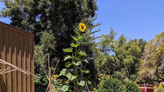 Image: Visit the Dallidet Gardens