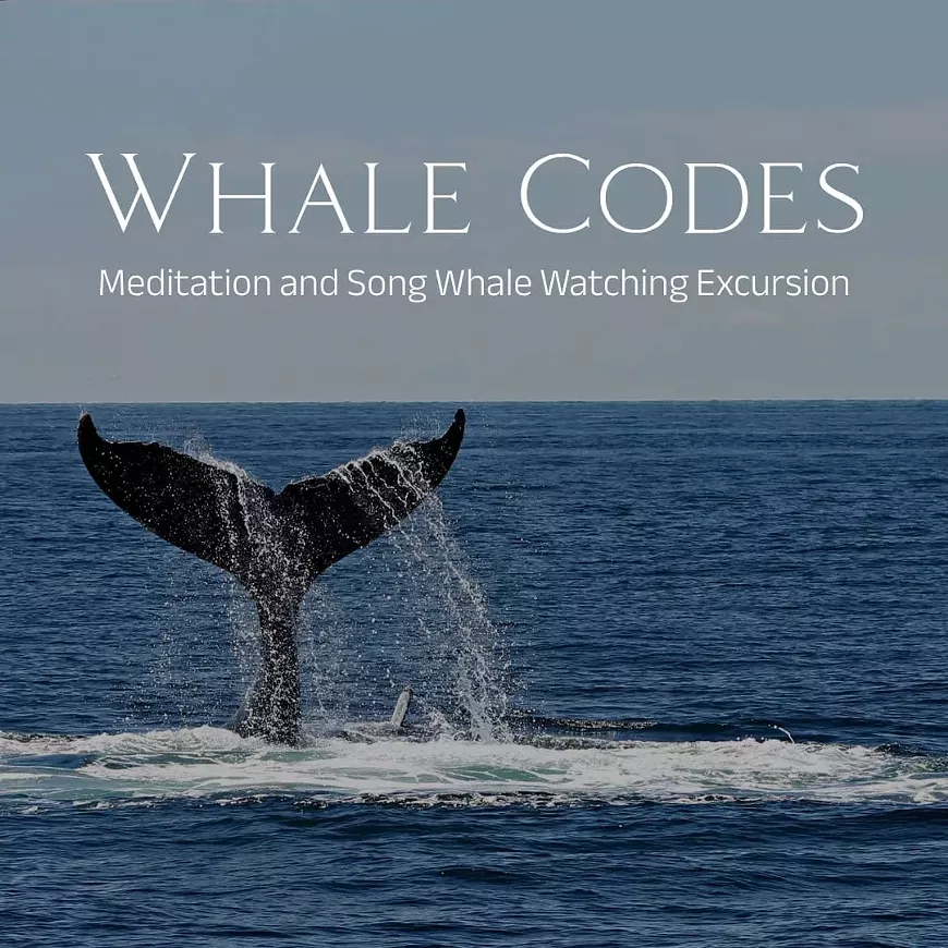 whalecodes4173482384459177.webp