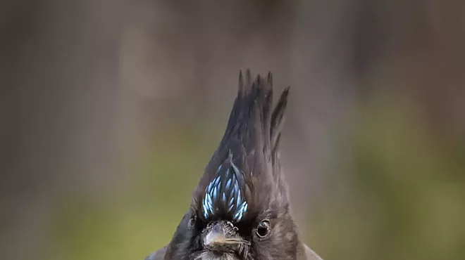 Image: Where The Birds Are: A Group Photo Show