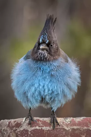 Image: Where The Birds Are: A Group Photo Show
