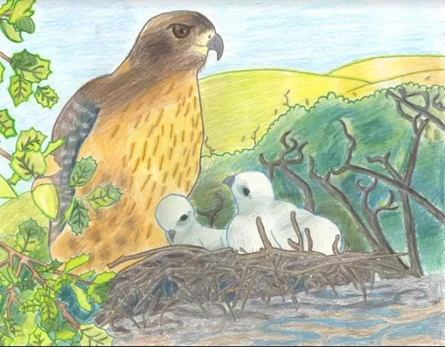 red-tailed_hawk.webp