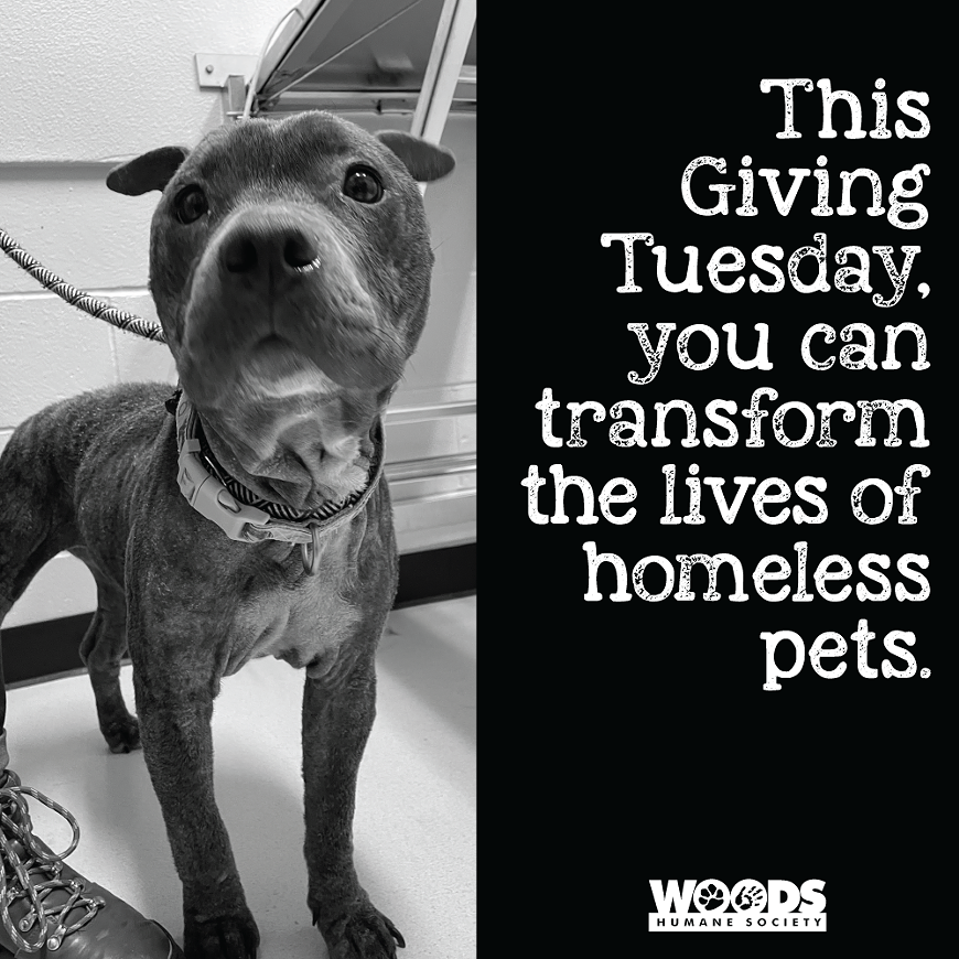 All donations to Woods Humane Society will be doubled through Giving Tuesday, November 28, 2023.
